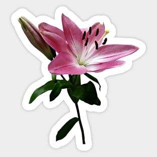 Lily and Bud Sticker